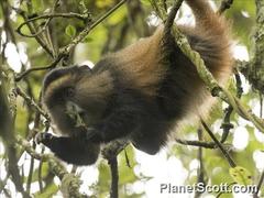 Cercopithecus mitis kandti