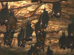 Hipposideros larvatus
