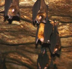 Hipposideros larvatus
