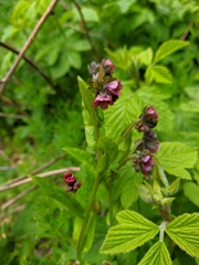 Cynoglossum germanicum