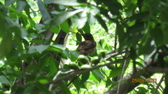 Turdus grayi