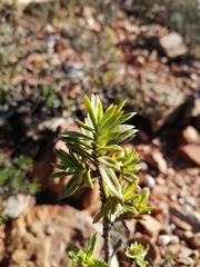 Pteronia fasciculata