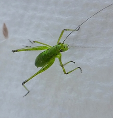 Ensifera