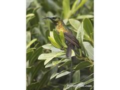 Nectarinia kilimensis