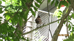 Turdus grayi