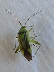 Miridae