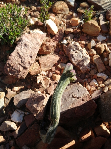 Crassula pyramidalis