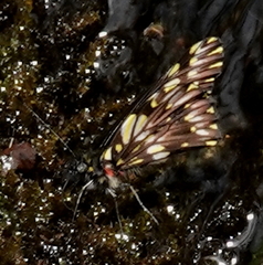 Catasticta seitzi seitzi