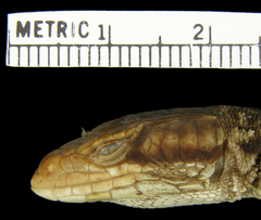 Spiny Crag Lizard photo 4