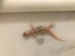 Hemidactylus turcicus