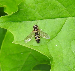 Meligramma triangulifera