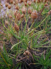 Plantago sempervirens