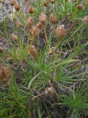 Plantago sempervirens