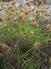 Plantago sempervirens