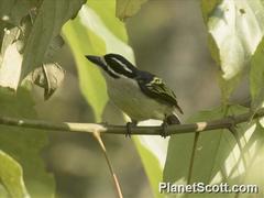 Pogoniulus bilineatus