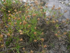 Plantago sempervirens