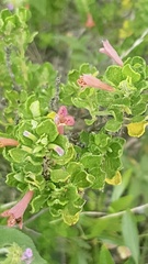 Clinopodium tomentosum