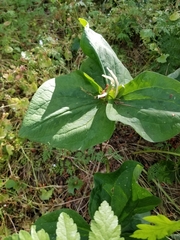 Trillium albidum