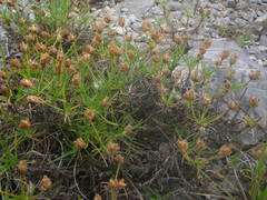Plantago sempervirens