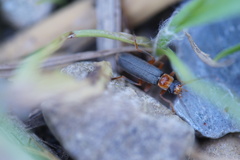 Cantharis lateralis