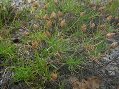 Plantago sempervirens