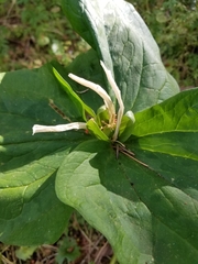 Trillium albidum