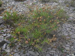 Plantago sempervirens
