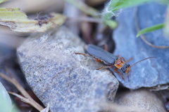 Cantharis lateralis