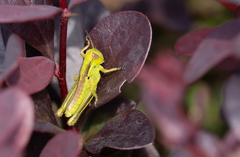 Melanoplus bivittatus