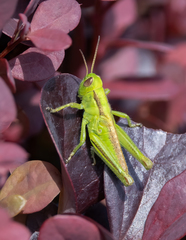 Melanoplus bivittatus