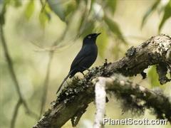 Melaenornis ardesiacus