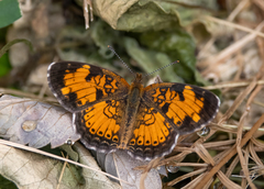 Phyciodes cocyta