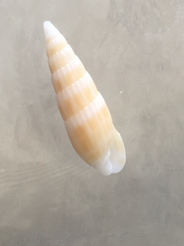 Hastula hastata