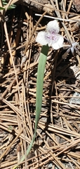 Calochortus tolmiei