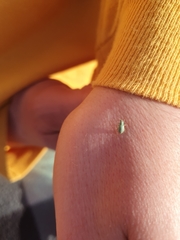 Phyllobius roboretanus