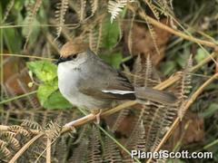 Cisticola chubbi
