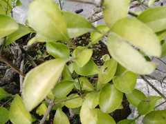 Geniostoma ligustrifolium