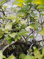 Geniostoma ligustrifolium