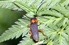 Phytoecia affinis