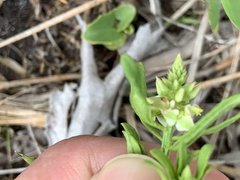 Polygala cruciata