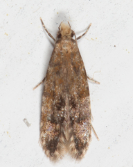 Tineidae clade b