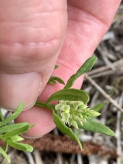 Polygala cruciata