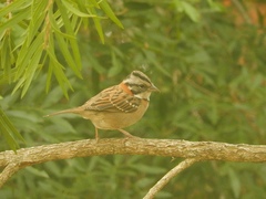 Zonotrichia capensis