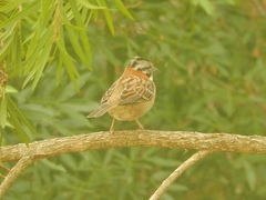 Zonotrichia capensis