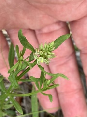 Polygala cruciata
