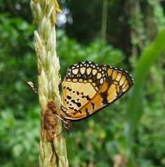 Byblia anvatara crameri