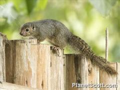 Heliosciurus ruwenzorii