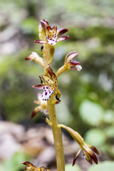 Corallorhiza maculata maculata