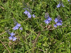 Veronica orsiniana