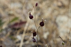 Streptanthus glandulosus niger